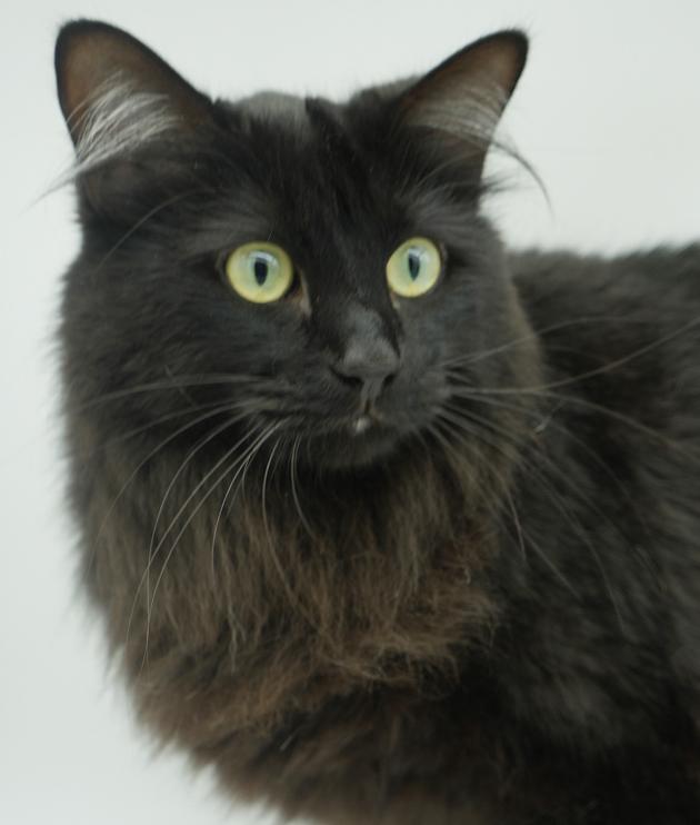 Toast is a rare treasure!  So gorgeous no pics can truly capture her beauty and sweetness!