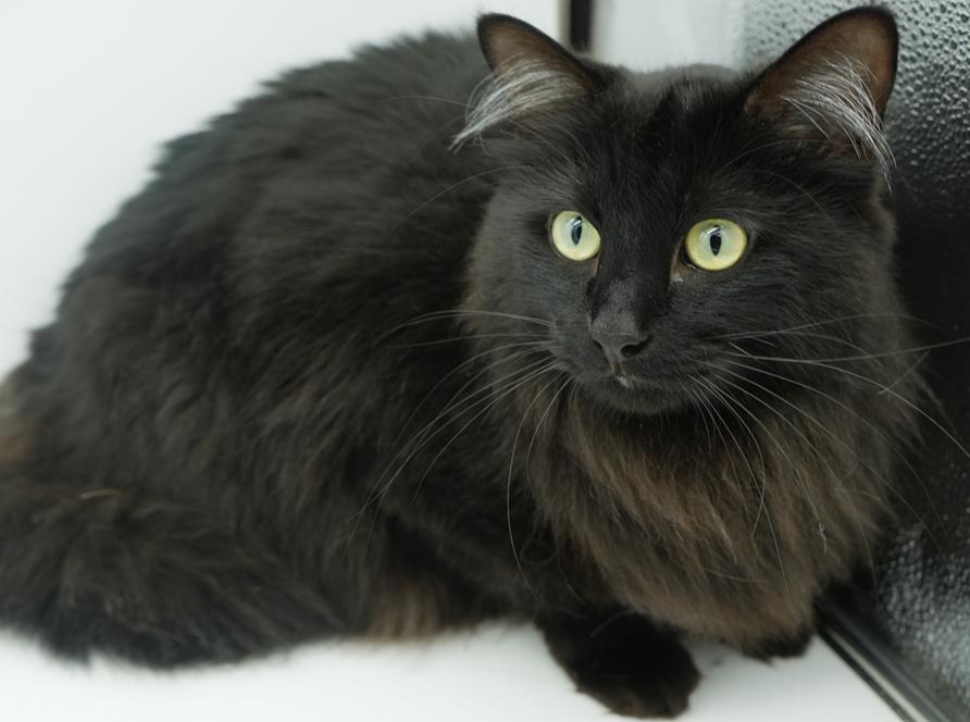 Toast is a rare treasure!  So gorgeous no pics can truly capture her beauty and sweetness!