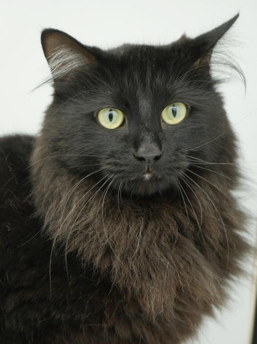 Toast is a rare treasure!  So gorgeous no pics can truly capture her beauty and sweetness!
