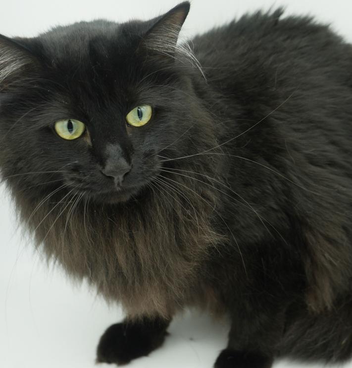 Toast is a rare treasure!  So gorgeous no pics can truly capture her beauty and sweetness!