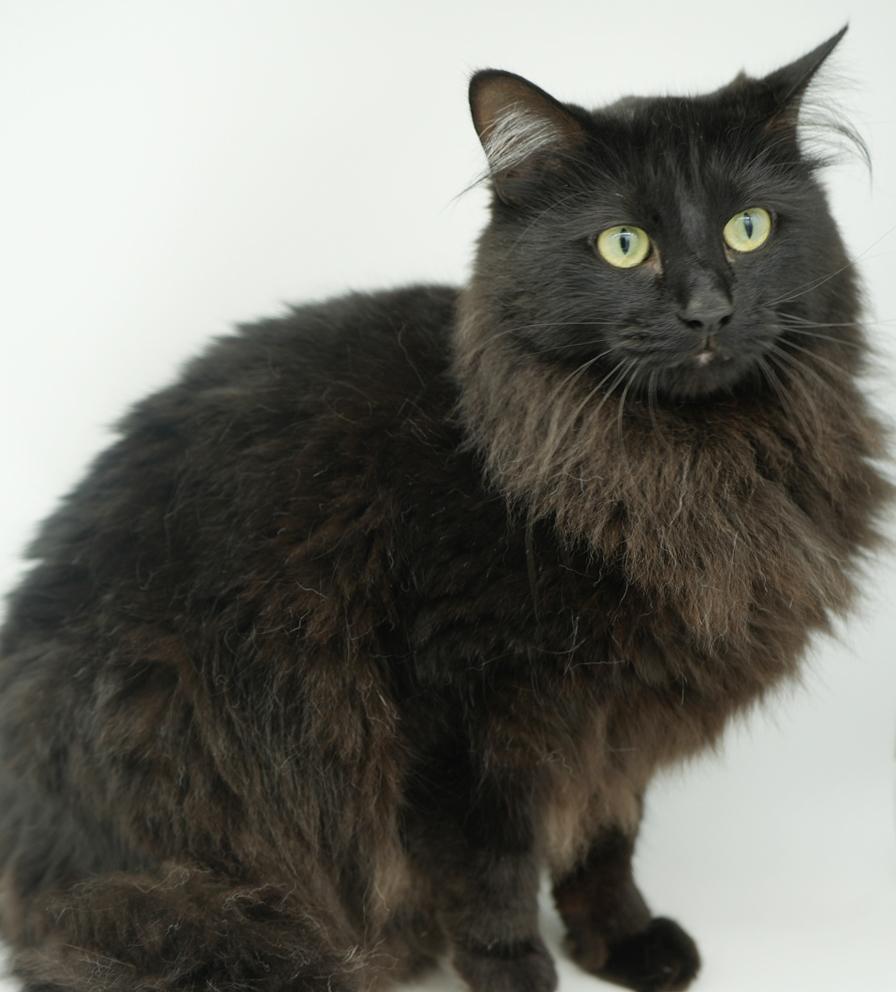 Toast is a rare treasure!  So gorgeous no pics can truly capture her beauty and sweetness!