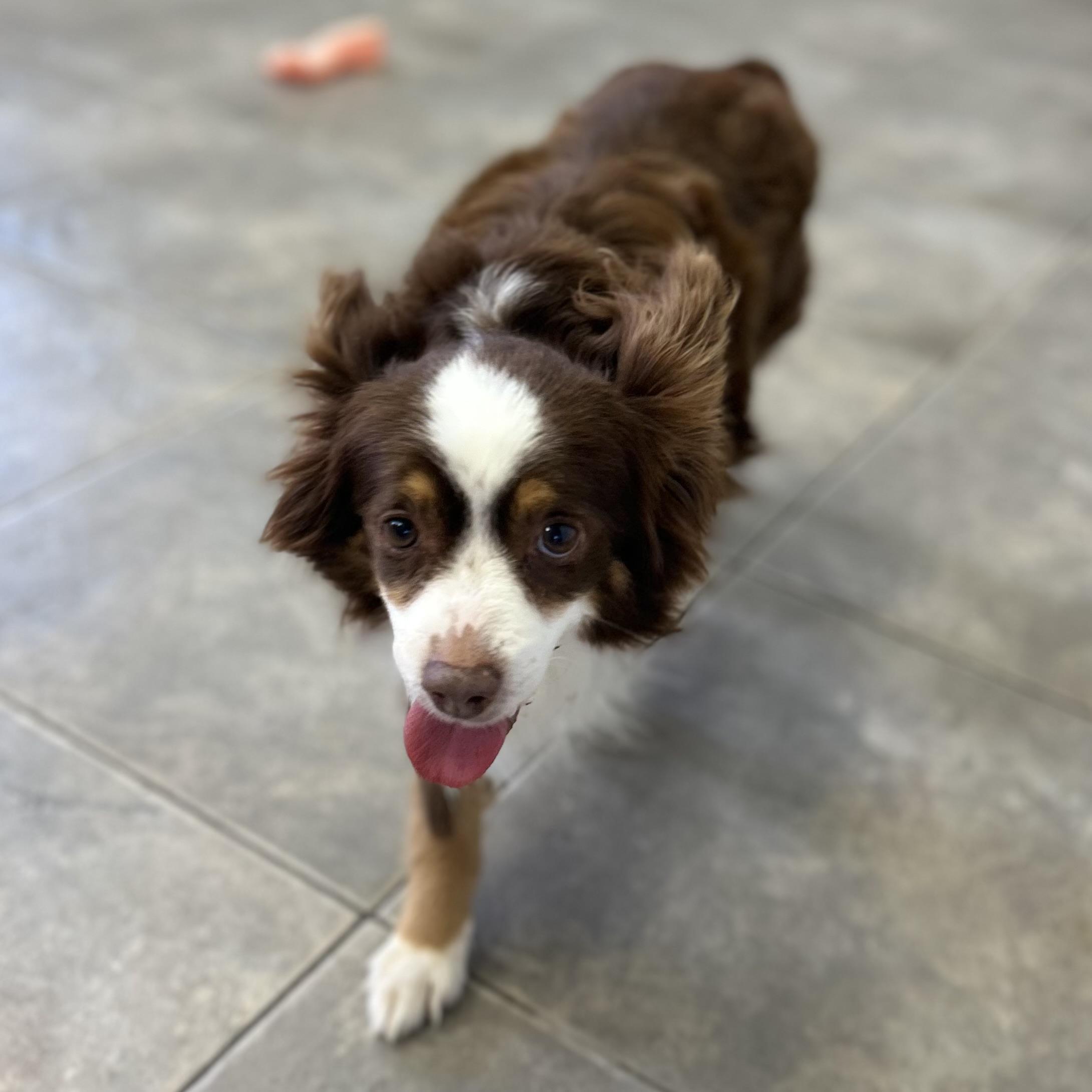 Enlarge Palaski, an adopted mixed breed in Seguin, TX image 2/3