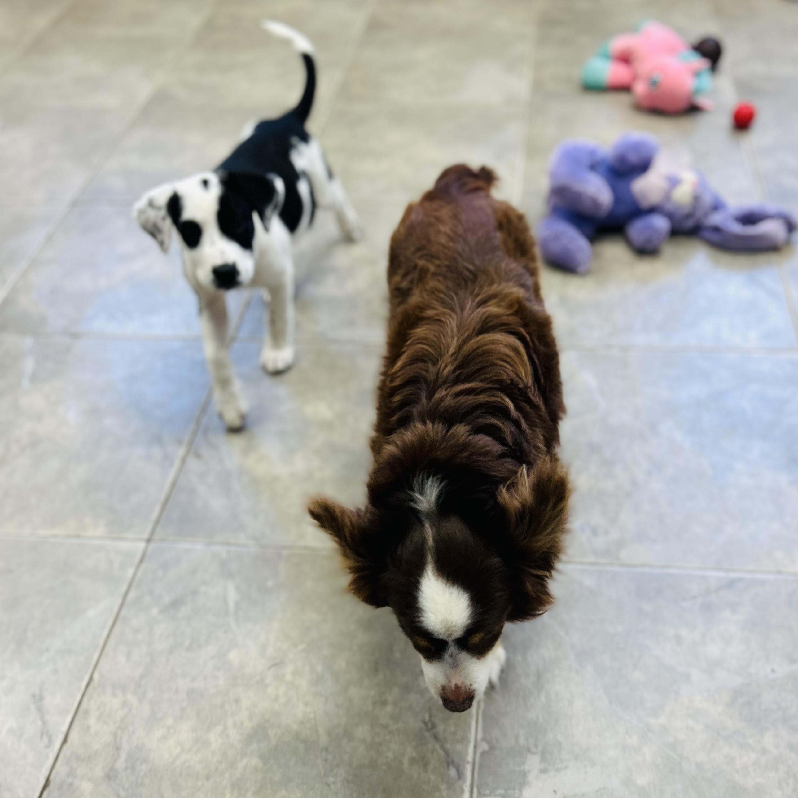 Enlarge Palaski, an adopted mixed breed in Seguin, TX image 3/3