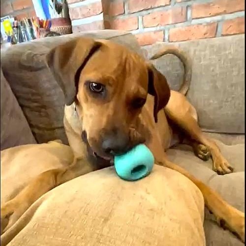 Enlarge Chipotle, a Adoptable mixed breed in Portland, OR image 5/6