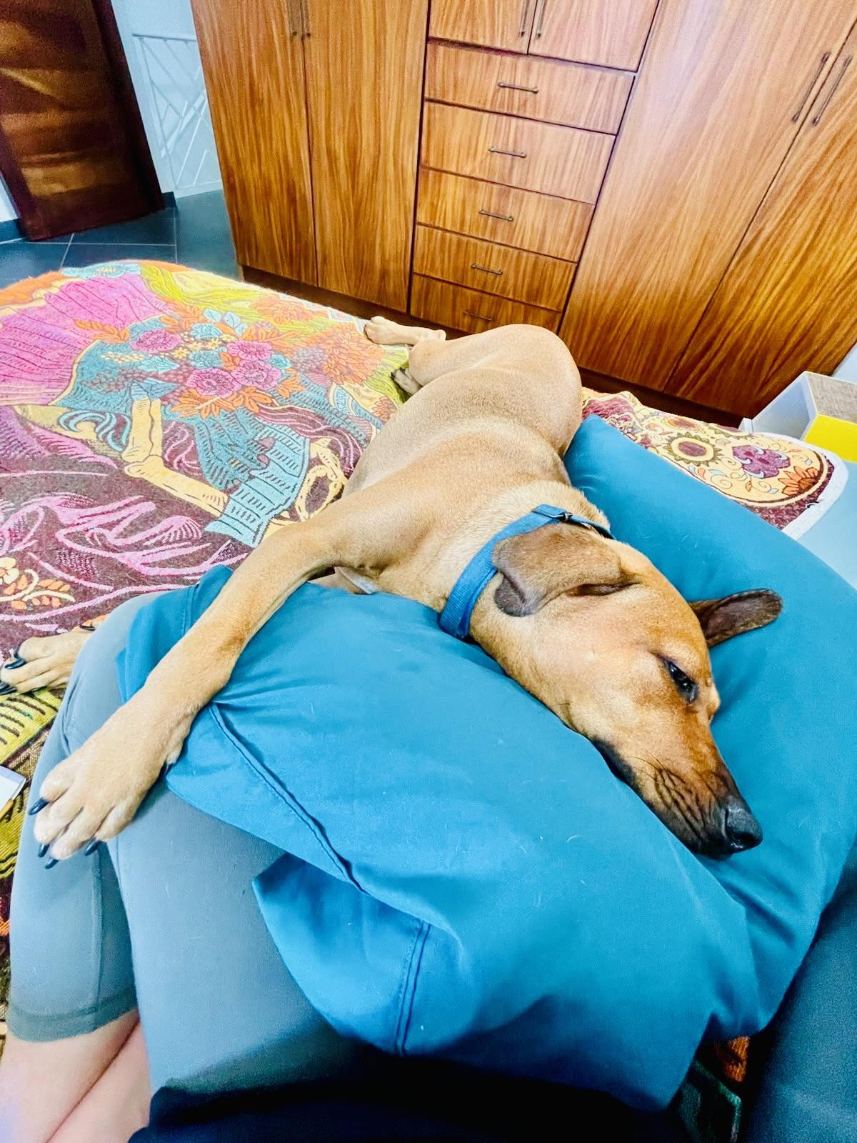 Enlarge Chipotle, a Adoptable mixed breed in Portland, OR image 3/6