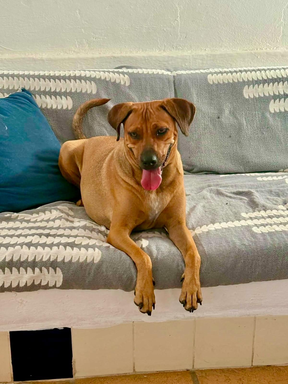 Enlarge Chipotle, a Adoptable mixed breed in Portland, OR image 2/6