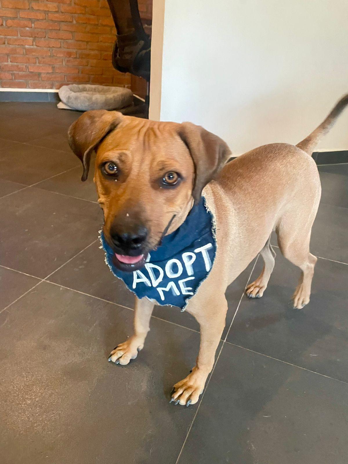 Enlarge Chipotle, a Adoptable mixed breed in Portland, OR image 6/6