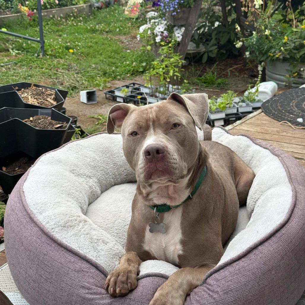 Dino, Adoptable, Adult Male Pit Bull Terrier.