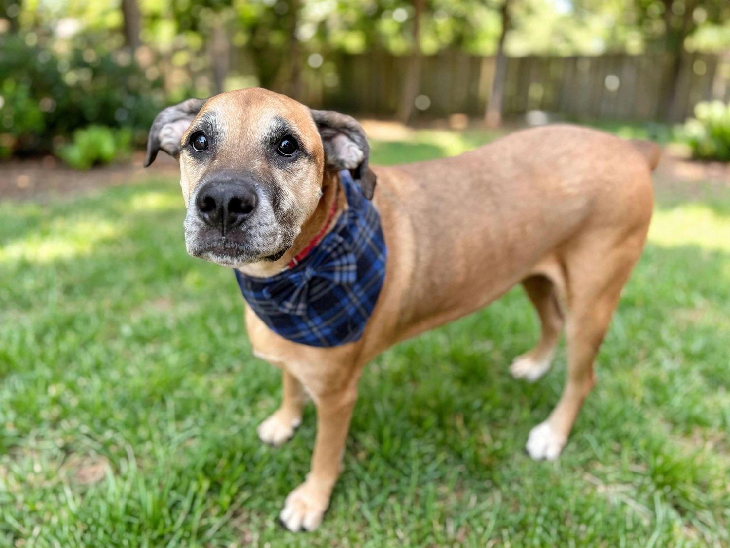 Enlarge Champ, a Adoptable mixed breed in Edgewater, NJ image 2/5