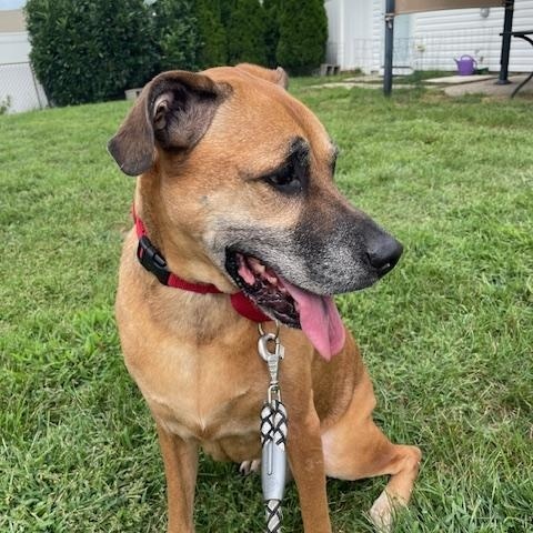 Enlarge Champ, a Adoptable mixed breed in Edgewater, NJ image 1/5