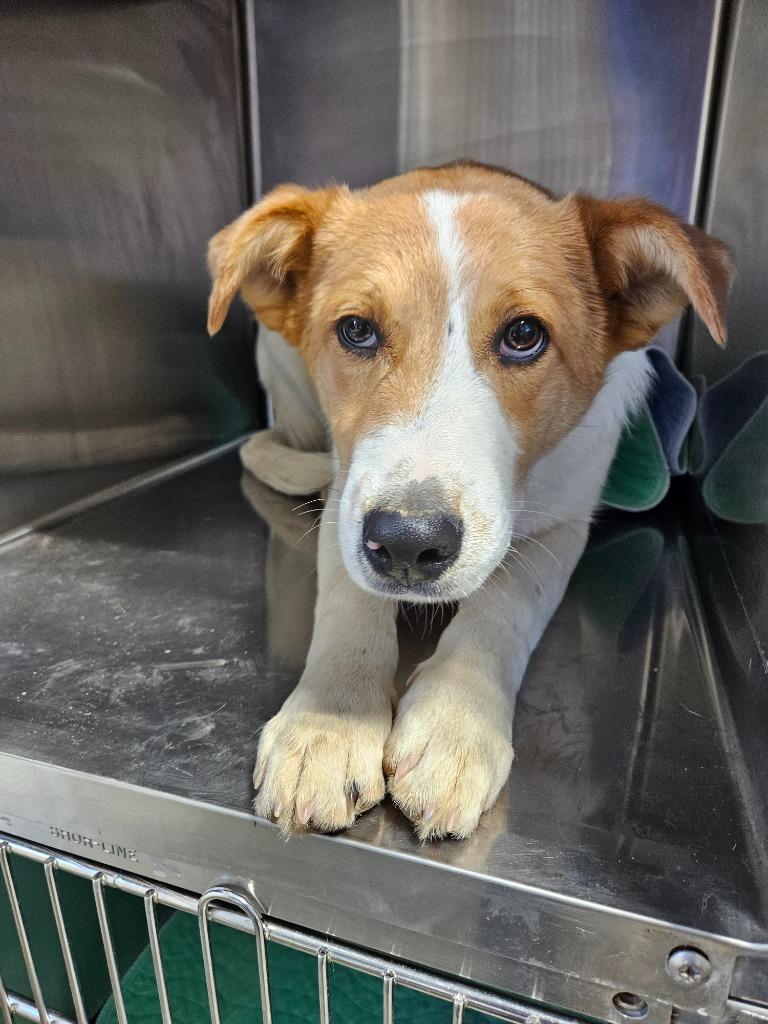 Enlarge Pumpernickel, a Adoptable mixed breed in Morgantown, KY image 1/1