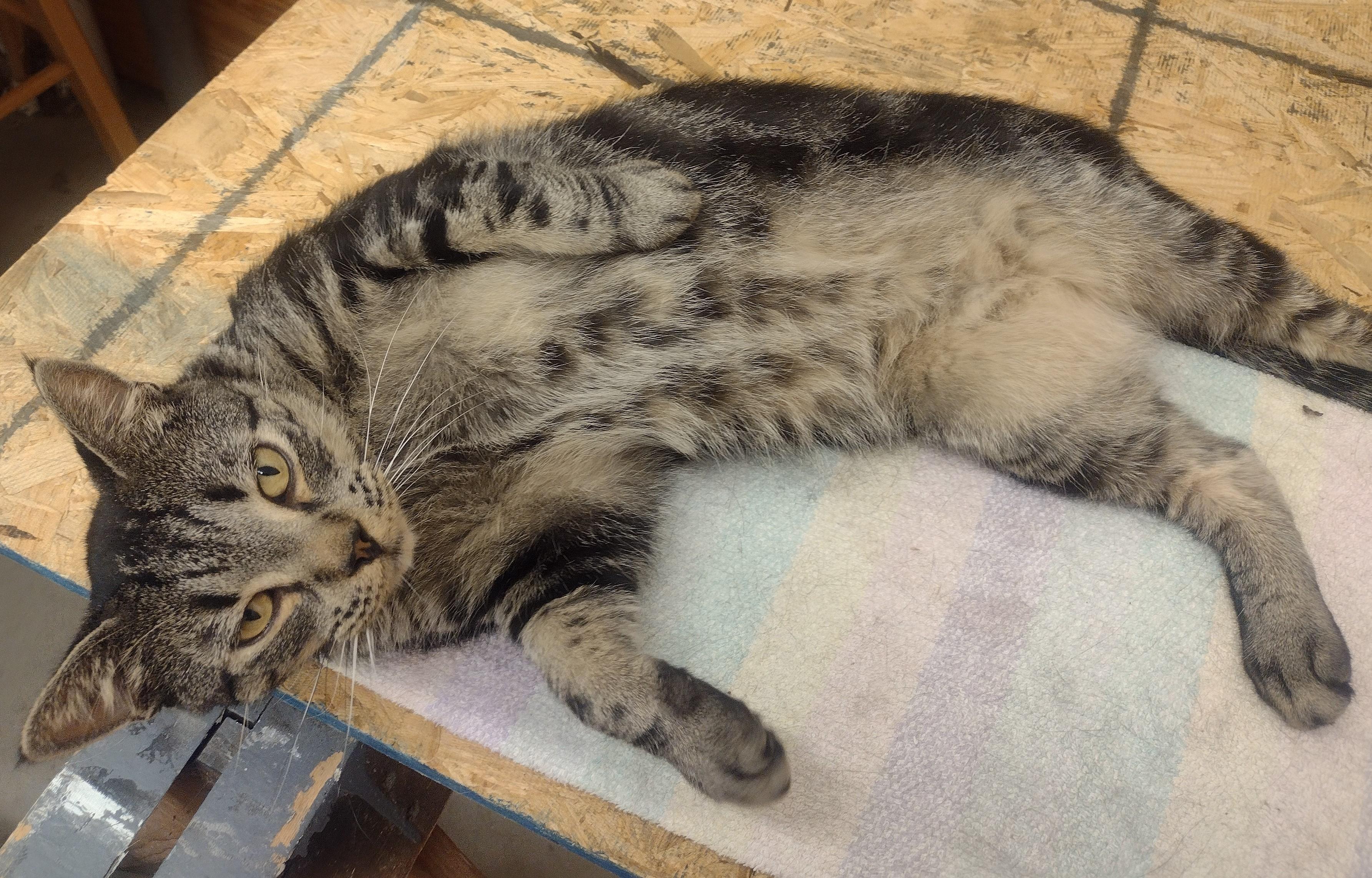 Homey, a Adoptable mixed breed image 1/3