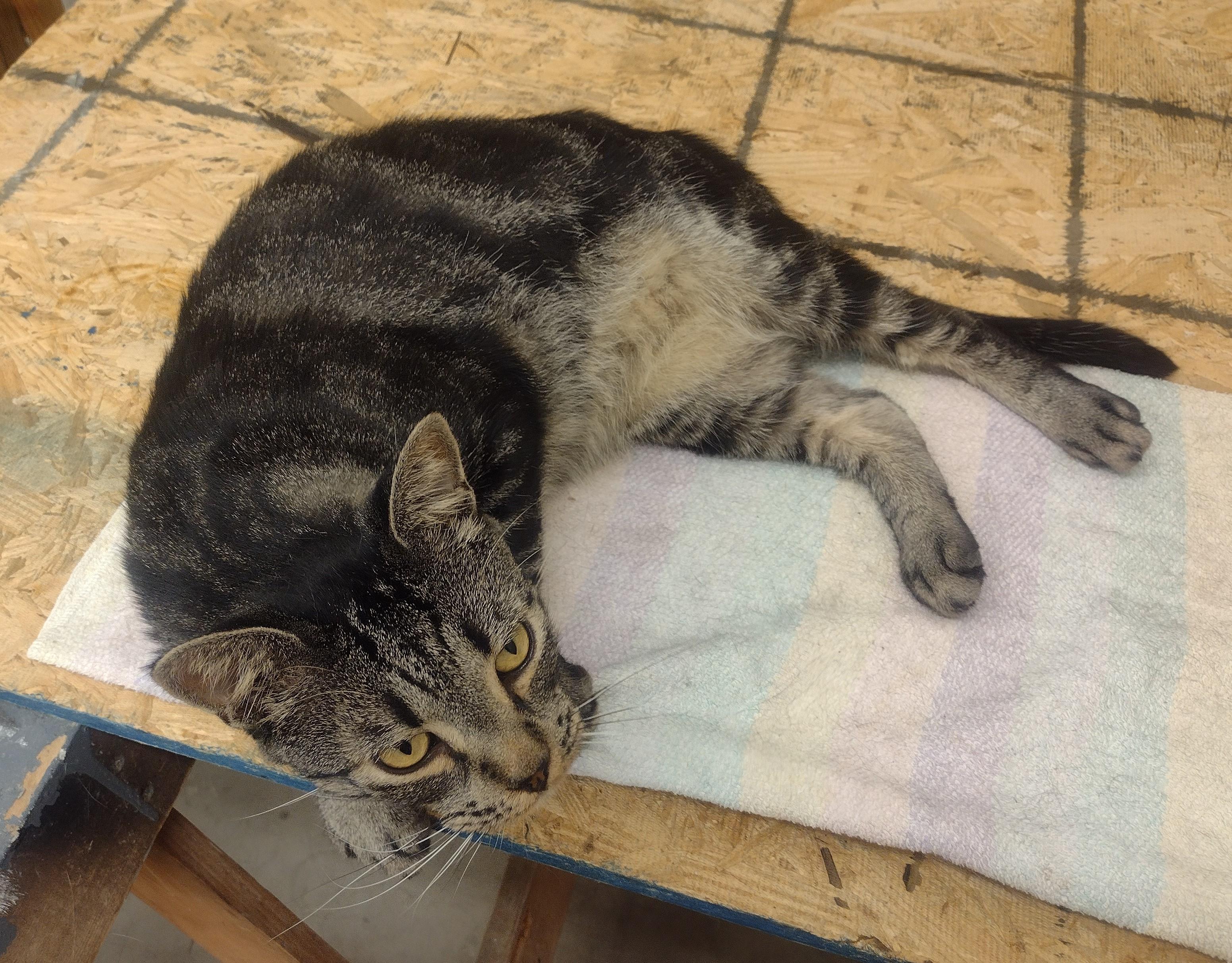 Homey, a Adoptable mixed breed image 2/3