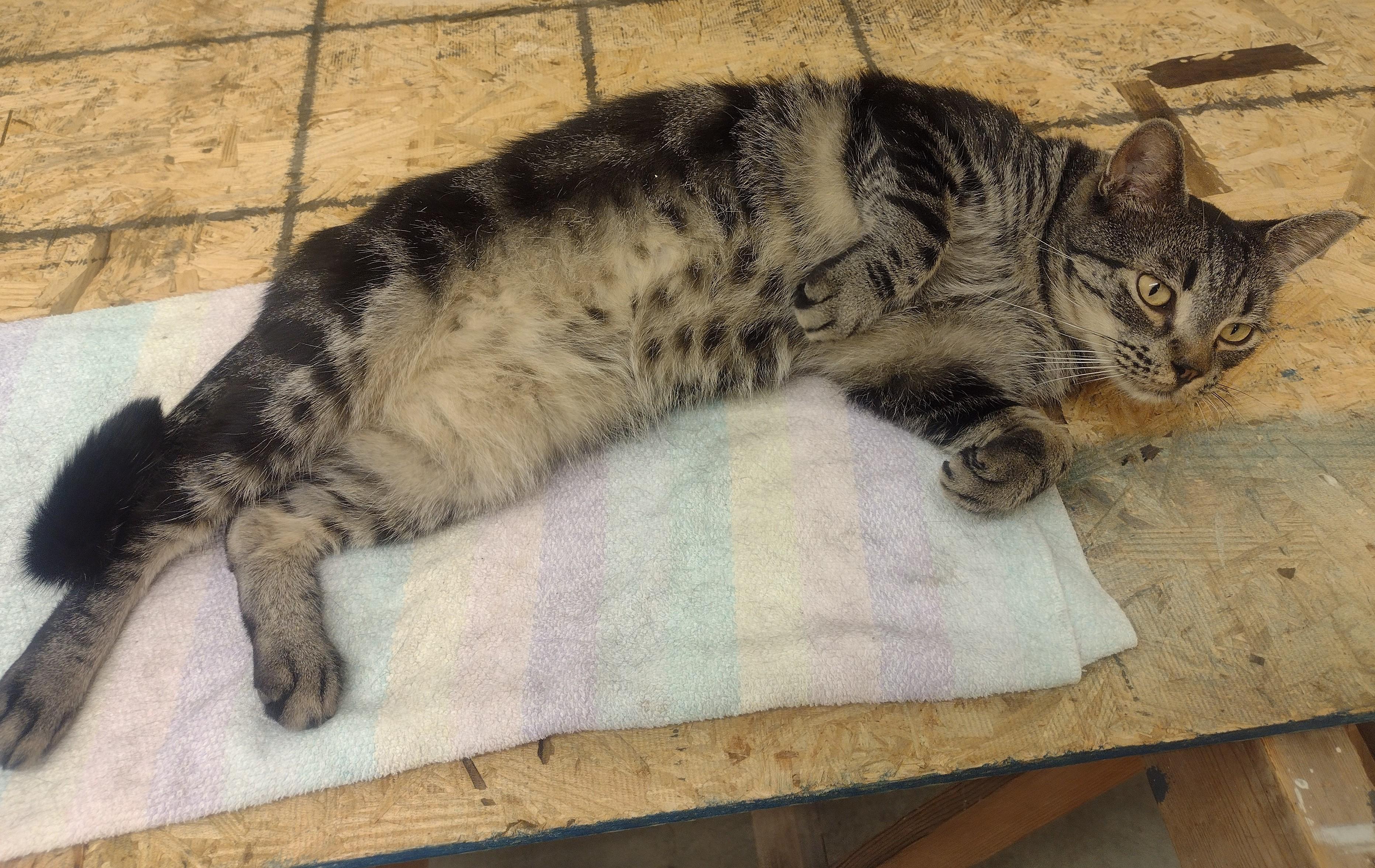 Homey, a Adoptable mixed breed image 3/3