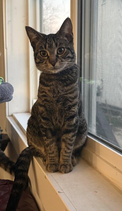 Pionk, Adoptable, Young Female Domestic Short Hair.