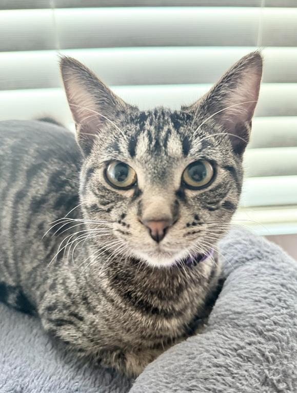 Pionk, a Adoptable mixed breed in Steinbach, MB image 1/6