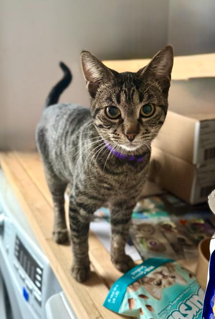 Pionk, a Adoptable mixed breed in Steinbach, MB image 2/6