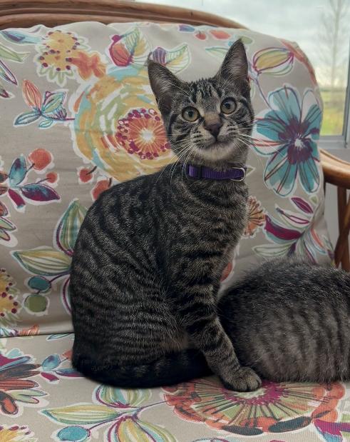 Pionk, a Adoptable mixed breed in Steinbach, MB image 4/6