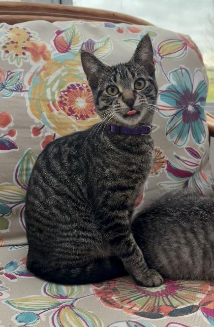 Pionk, a Adoptable mixed breed in Steinbach, MB image 6/6