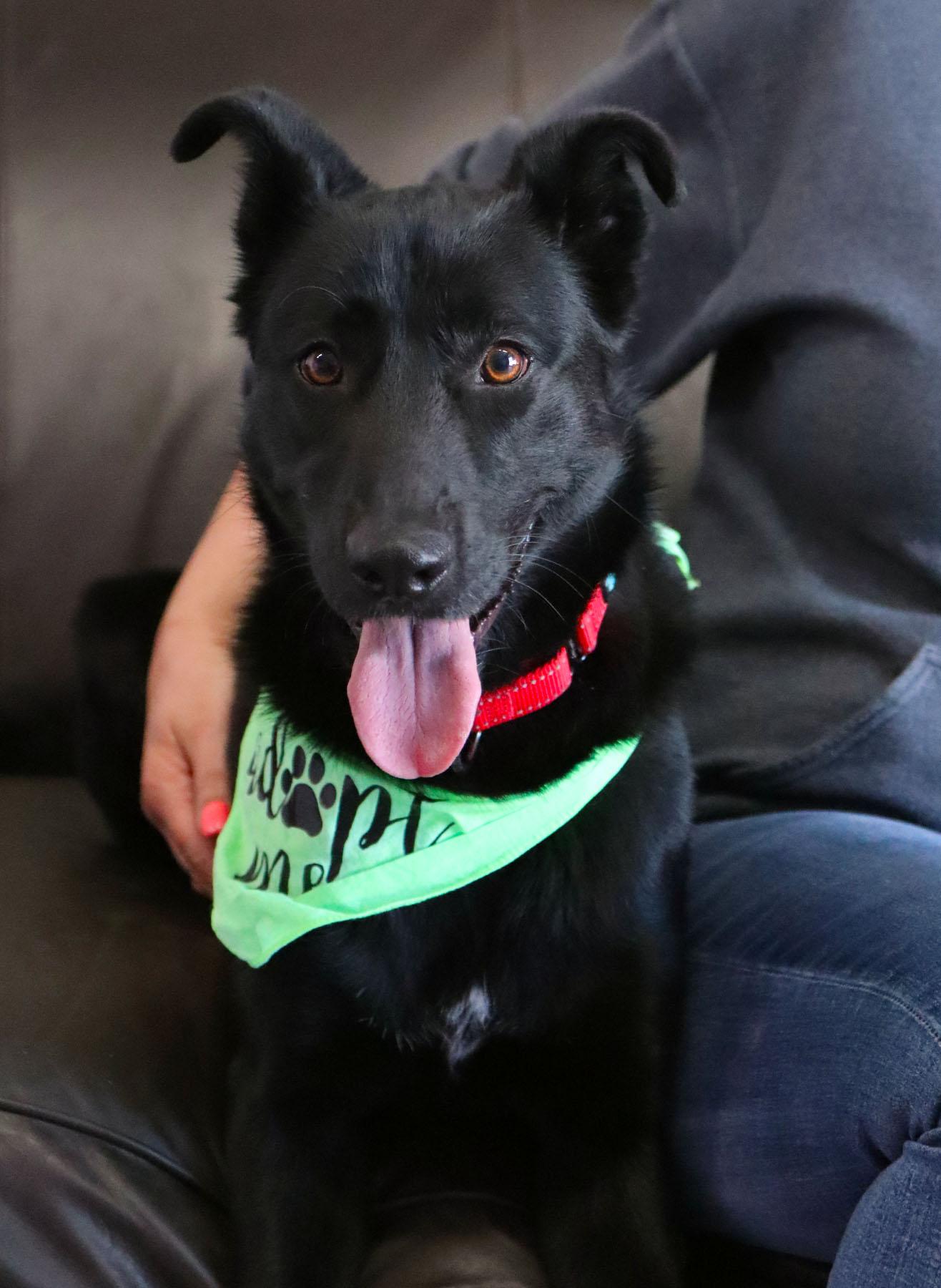 Enlarge Jovie, a Adoptable mixed breed in Kansas City, MO image 2/3