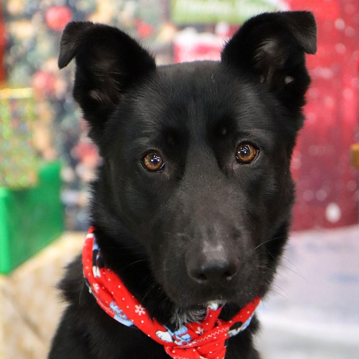 Jovie, Adoptable, Adult Male Border Collie & Shepherd.