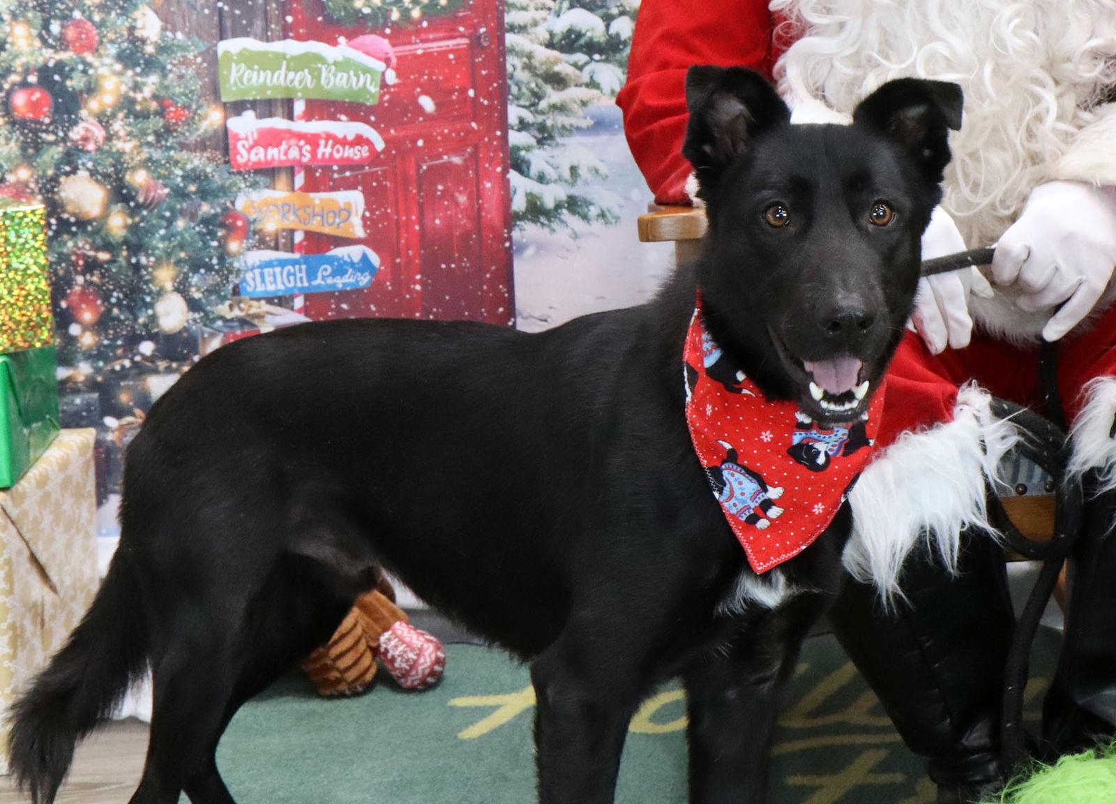 Enlarge Jovie, a Adoptable mixed breed in Kansas City, MO image 3/3