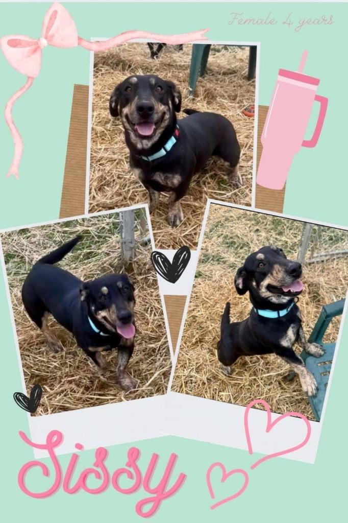 Enlarge Sissy, a Adoptable mixed breed in Blountville, TN image 1/1