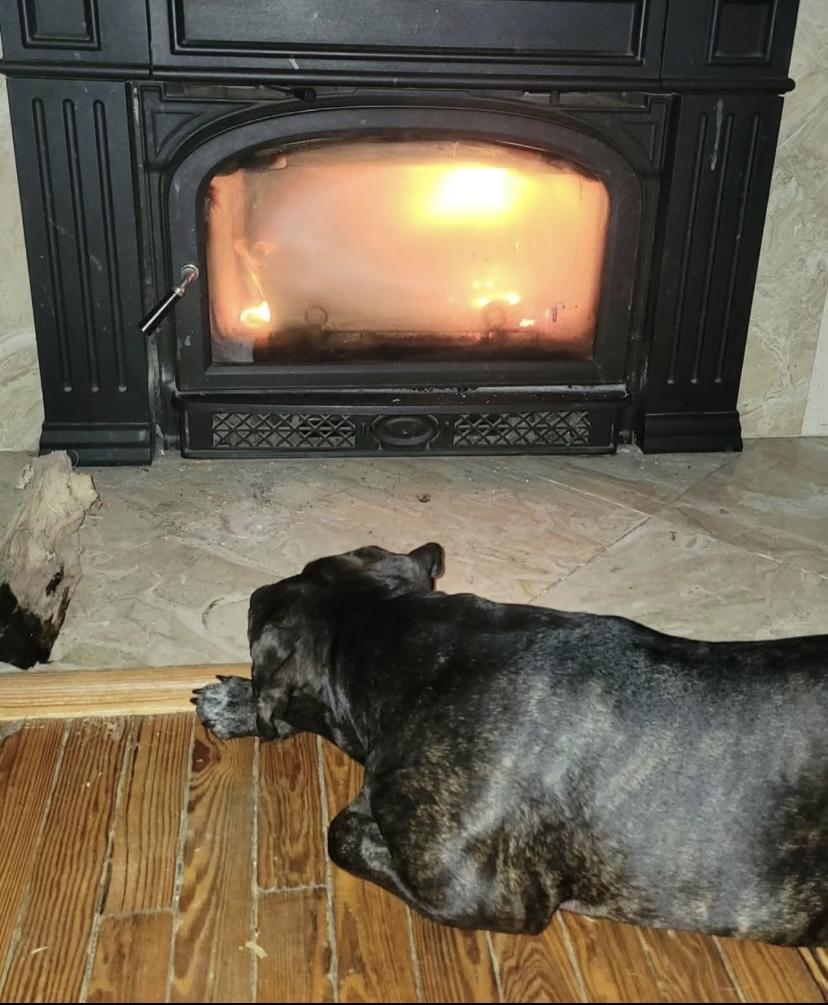 Moose, a Adoptable mixed breed in Philadelphia, PA image 1/6