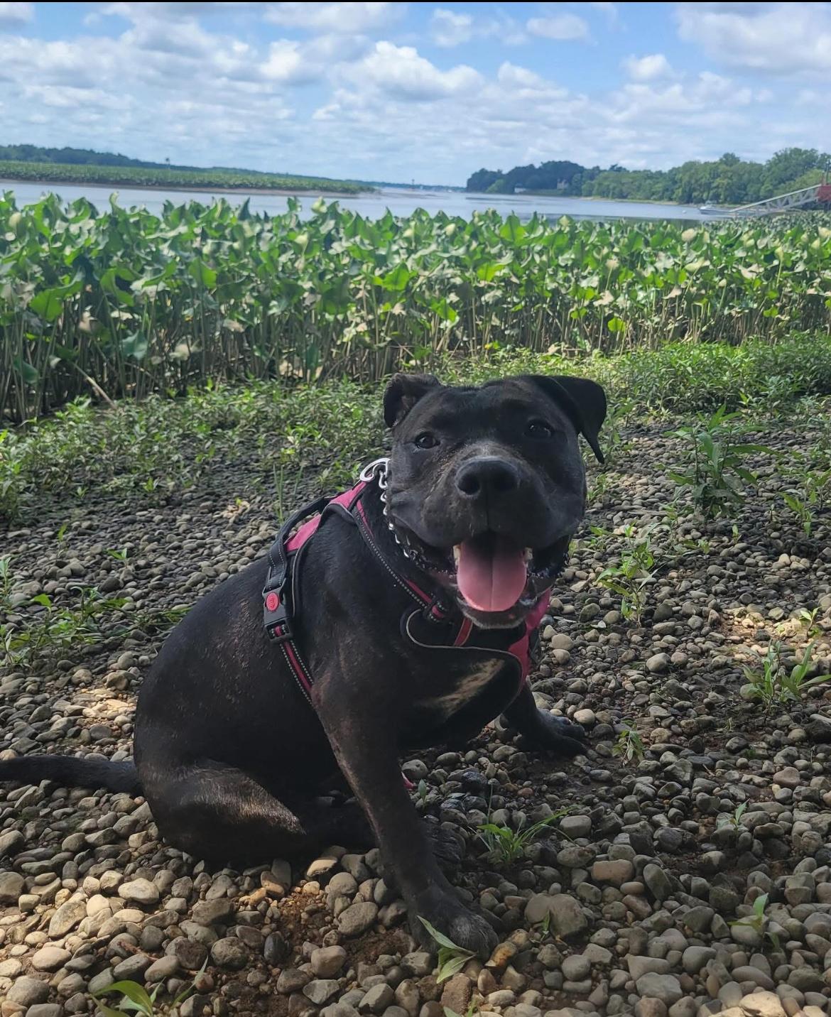 Moose, a Adoptable mixed breed in Philadelphia, PA image 2/6