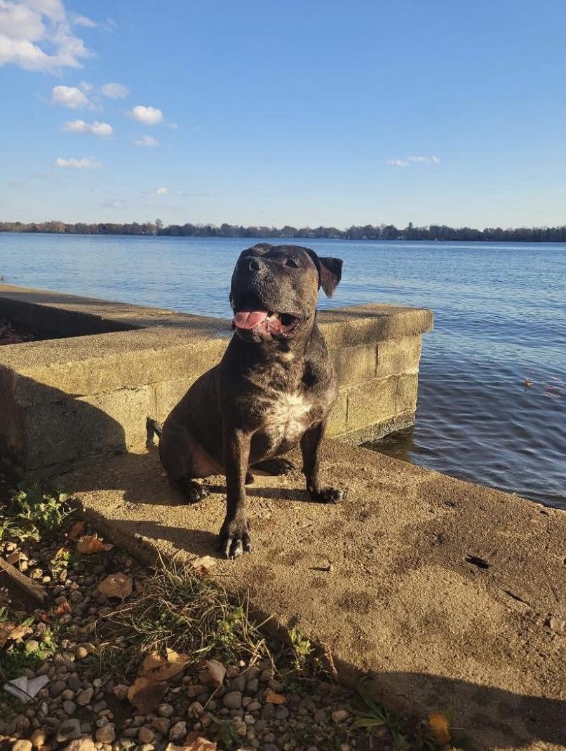 Moose, a Adoptable mixed breed in Philadelphia, PA image 3/6
