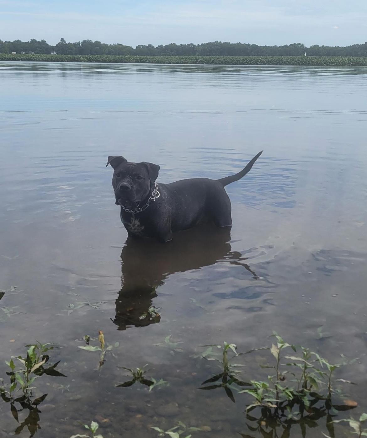 Moose, a Adoptable mixed breed in Philadelphia, PA image 5/6