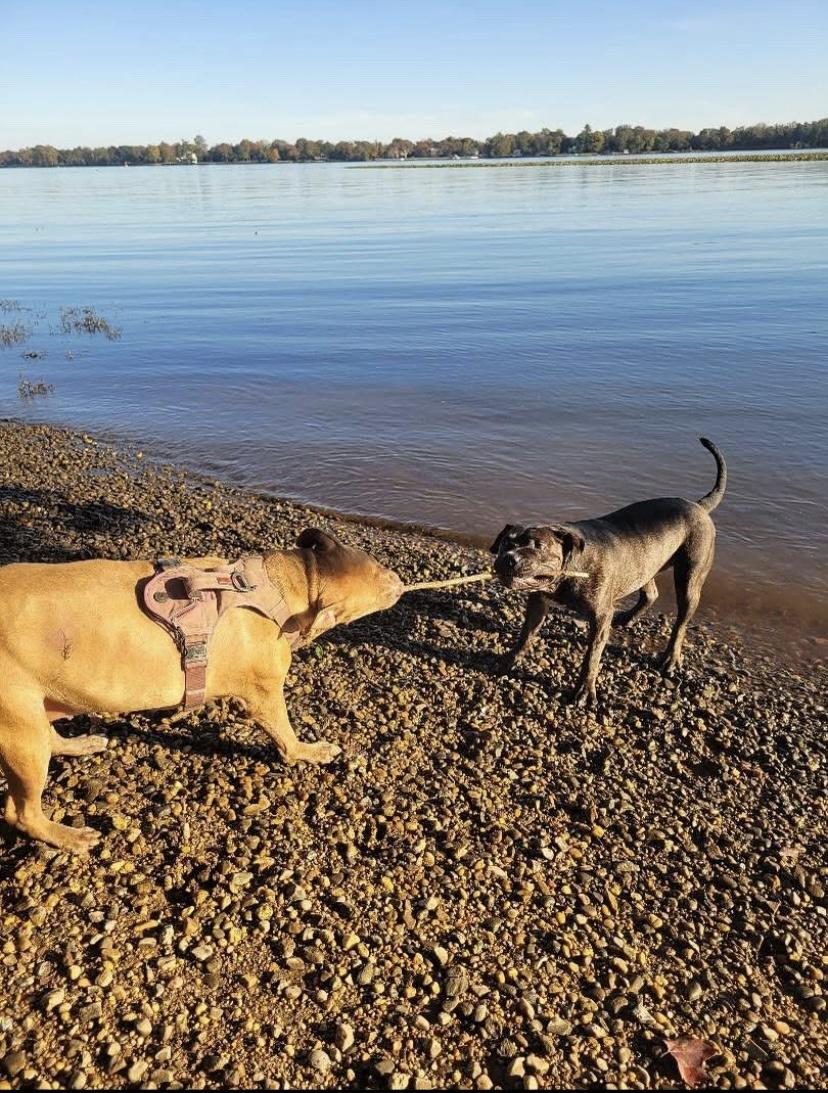 Moose, a Adoptable mixed breed in Philadelphia, PA image 6/6