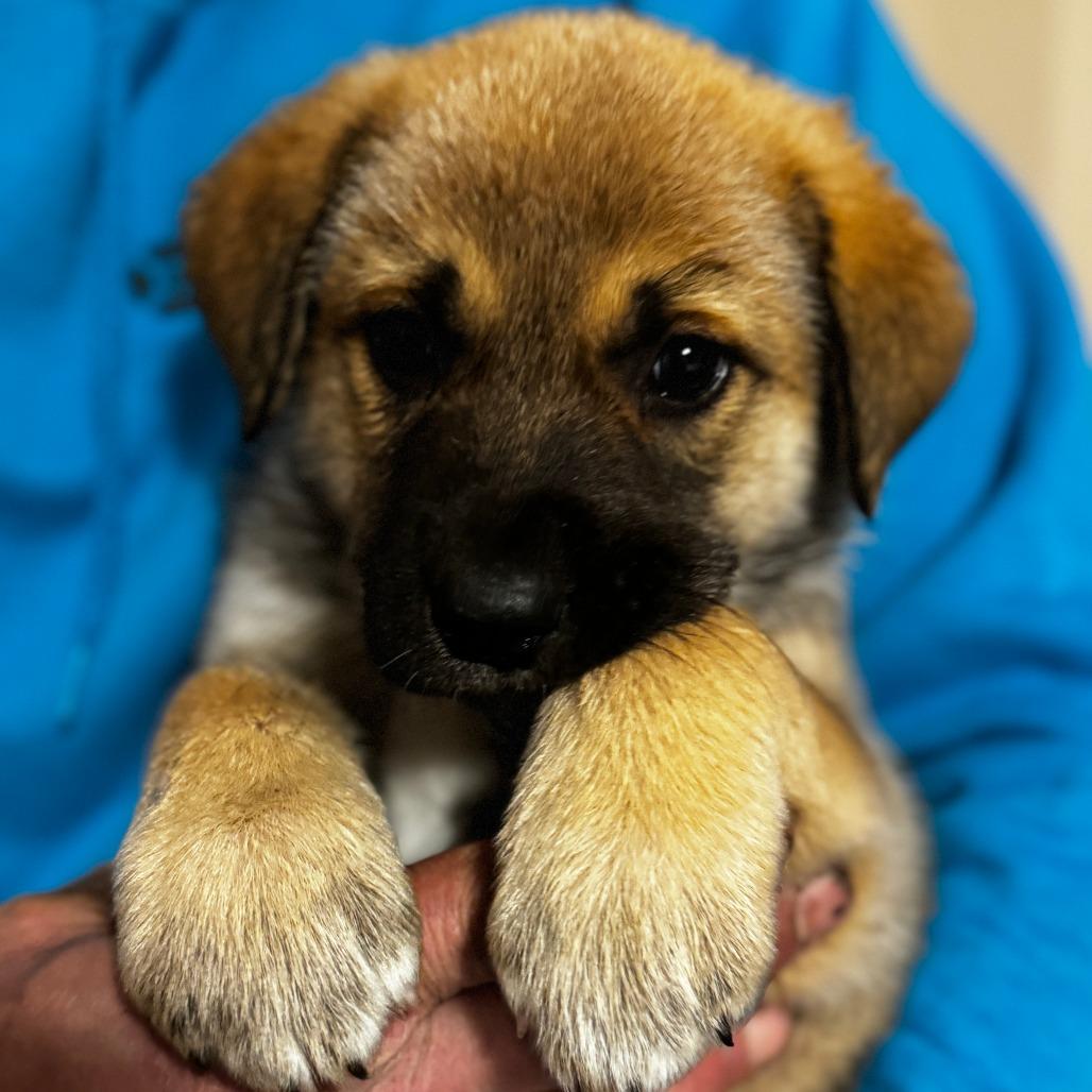 NY Sesame Bean (Foster in Stormville), Adoptable, Puppy Female Great Pyrenees & Cattle Dog.