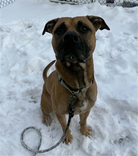 Enlarge BRODY, a Adoptable mixed breed in Aliquippa, PA image 1/1