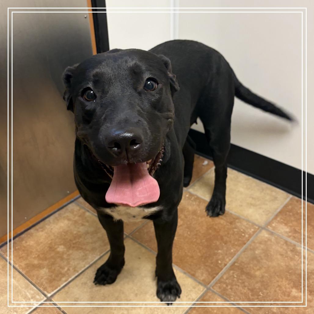 Enlarge FWT Mabel, a Adoptable mixed breed in Midland, TX image 1/1