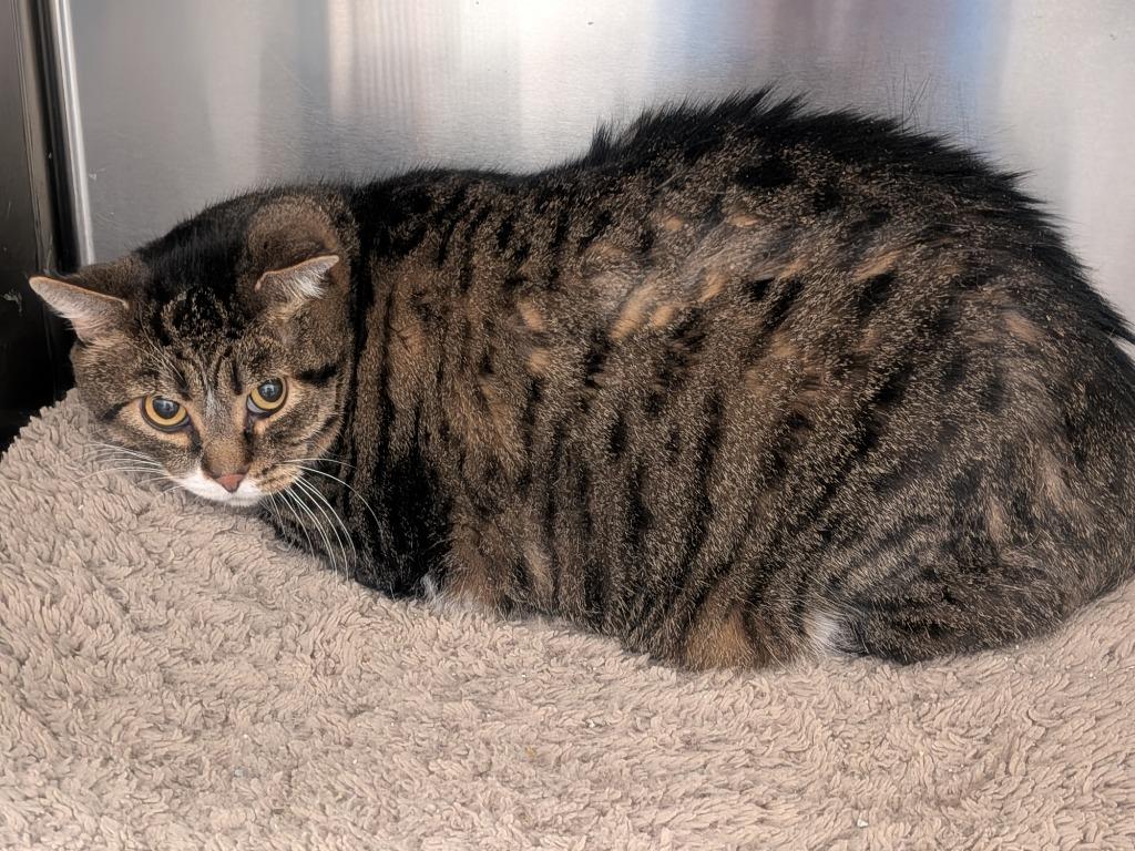 Moon, Adoptable, Adult Male Domestic Short Hair.