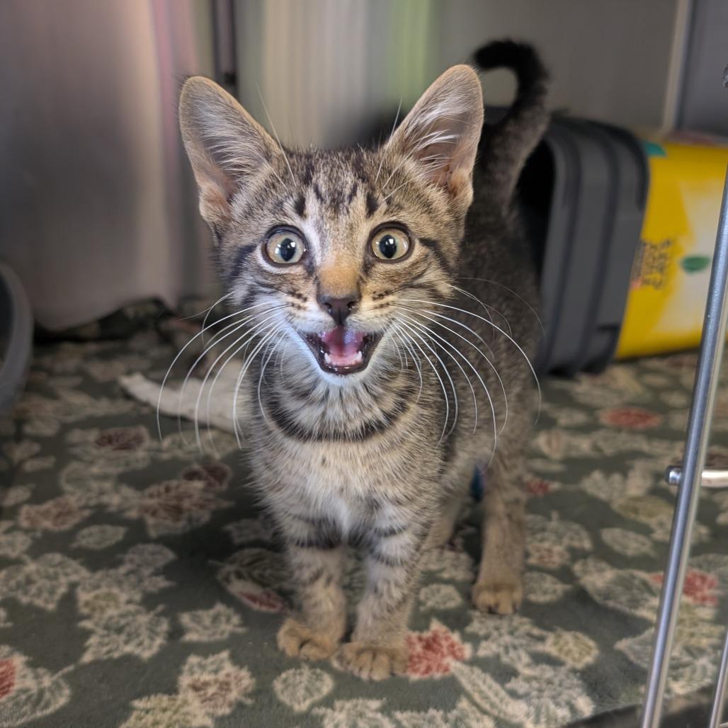 Enlarge Prince, a Adoptable Domestic Short Hair in Emporia, KS image 2/2