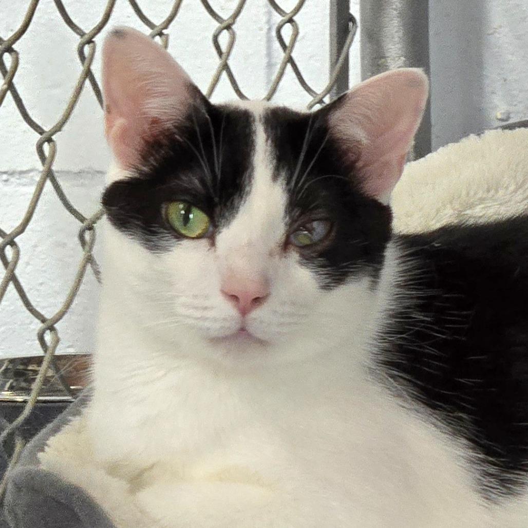 Houdini, Adoptable, Adult Male Domestic Short Hair & Mixed Breed.