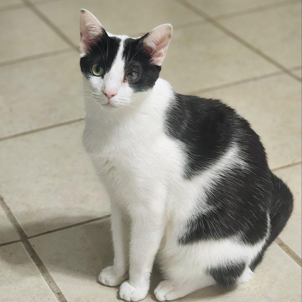 Enlarge Houdini, a Adoptable mixed breed in Lexington, SC image 2/2