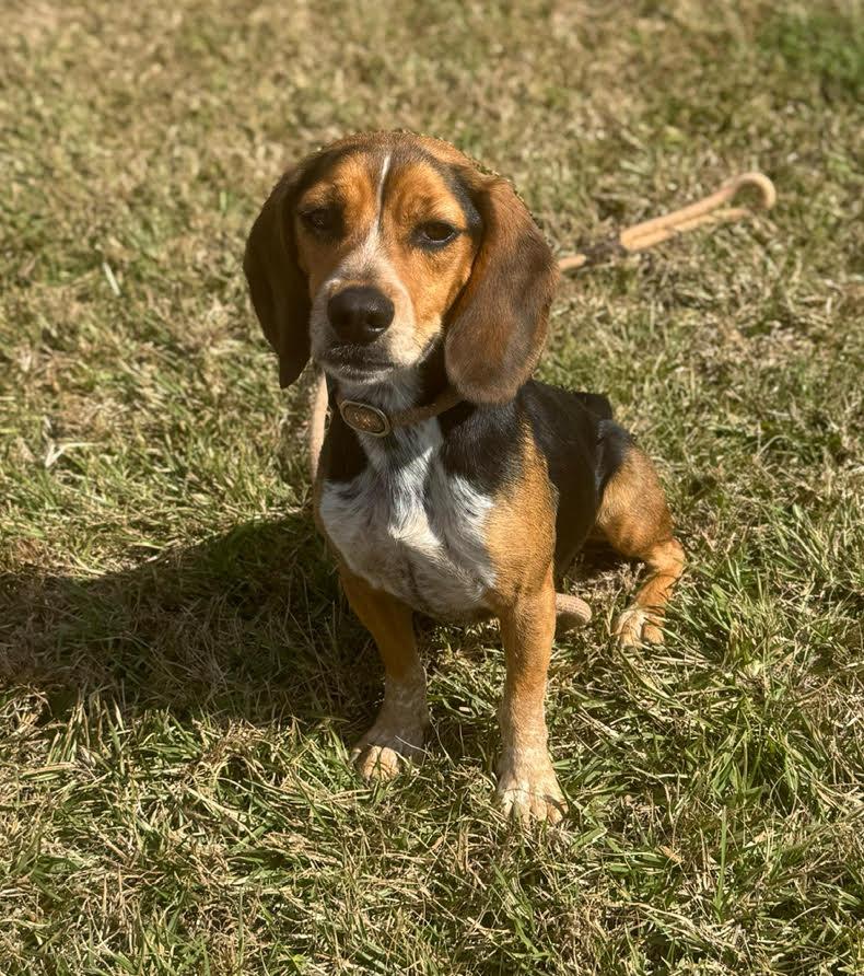 Enlarge Paulie Cee, a Adoptable Beagle in Las Vegas, NV image 2/3