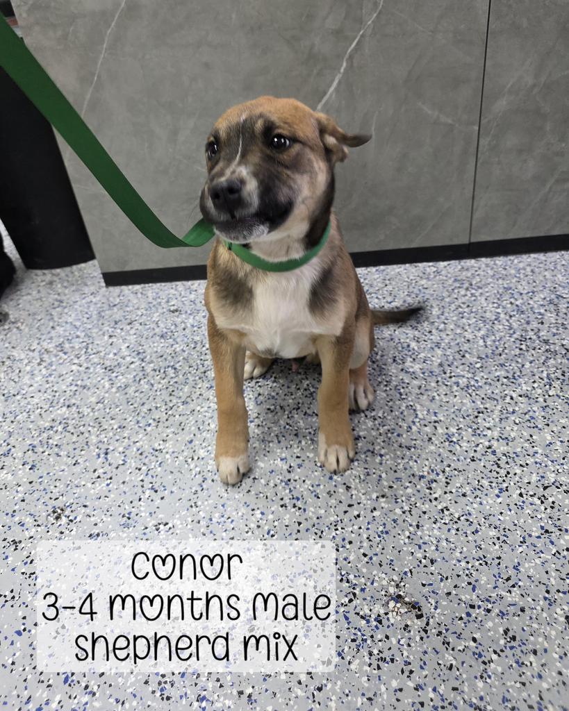 Conor, Adoptable, Puppy Male Shepherd & Mixed Breed.