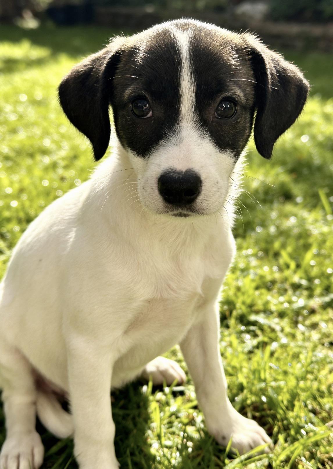 Enlarge Blues, a ADOPTABLE mixed breed in Los Angeles, CA image 5/6
