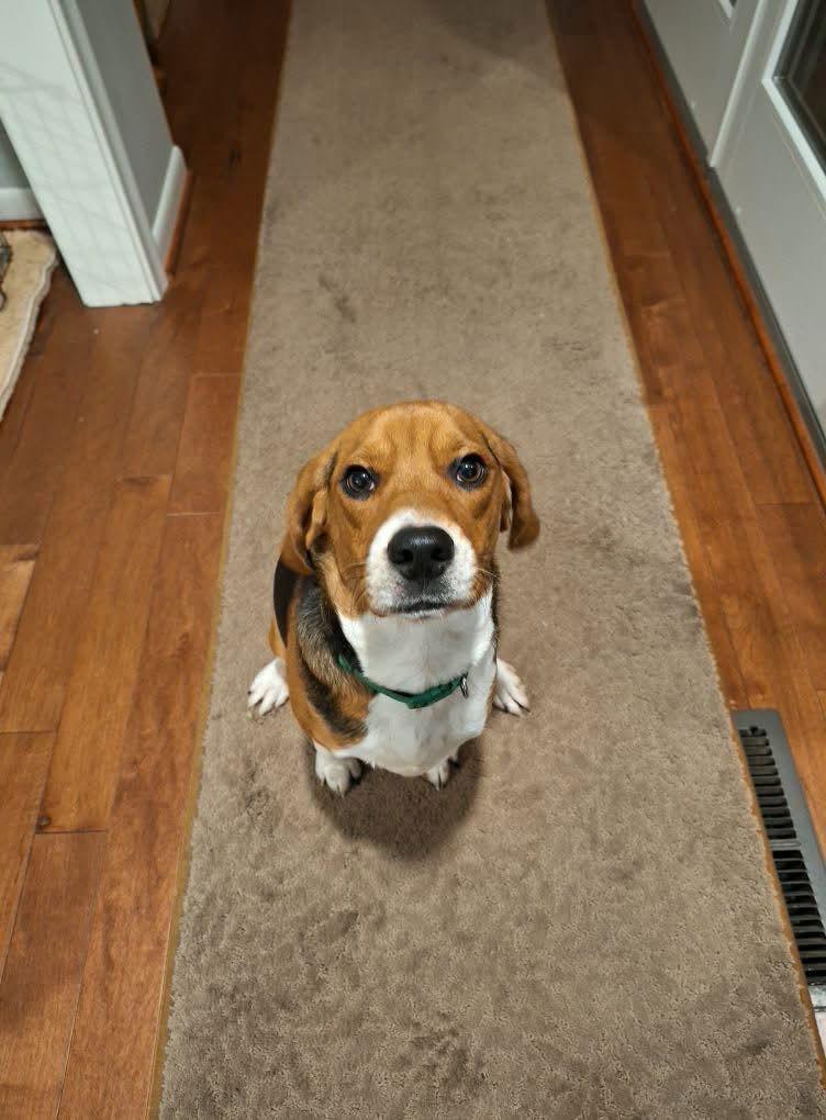 Bohdie, Adopted, Young Male Beagle.
