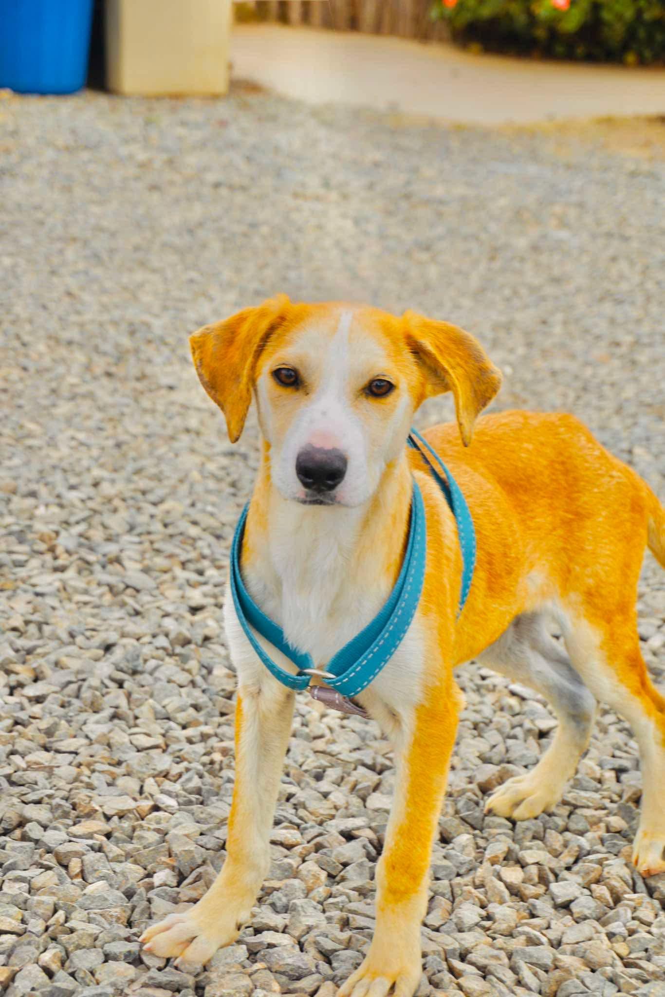 Enlarge Nahelo, a Adoptable mixed breed in San Diego, CA image 1/1