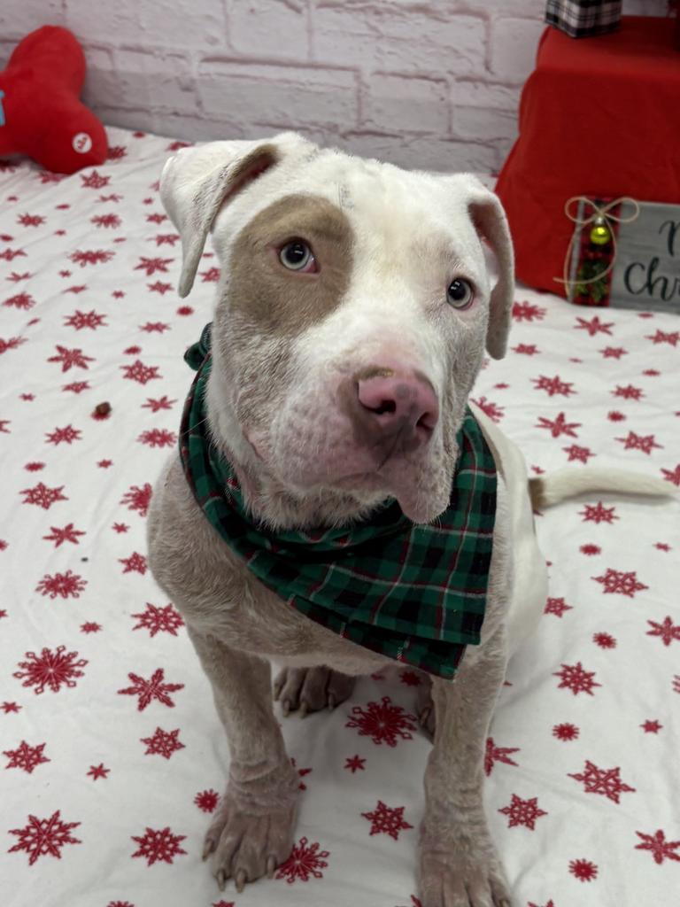 Enlarge Wintermint, a Adoptable mixed breed in Detroit, MI image 1/1