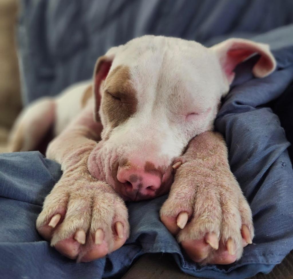 Enlarge Wintermint, a Adoptable mixed breed in Detroit, MI image 1/6