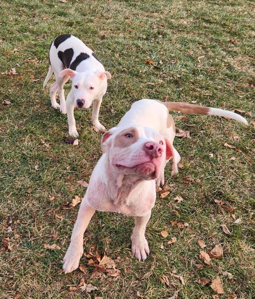 Enlarge Wintermint, a Adoptable mixed breed in Detroit, MI image 2/6