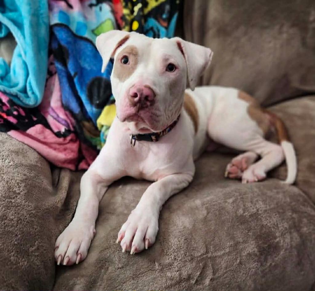 Enlarge Wintermint, a Adoptable mixed breed in Detroit, MI image 3/6