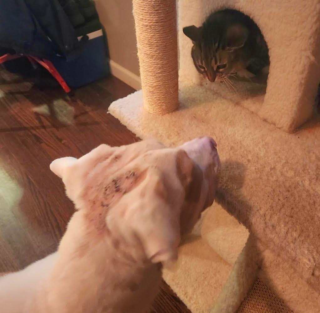 Enlarge Wintermint, a Adoptable mixed breed in Detroit, MI image 4/6