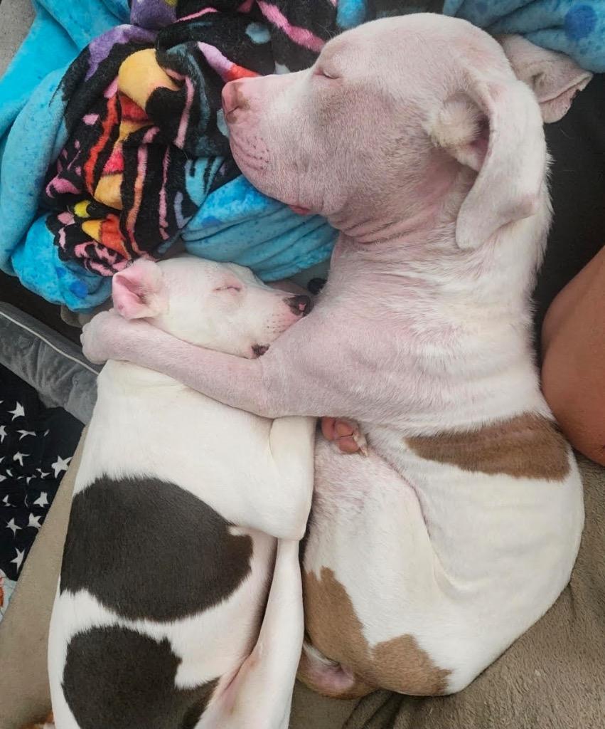 Enlarge Wintermint, a Adoptable mixed breed in Detroit, MI image 5/6